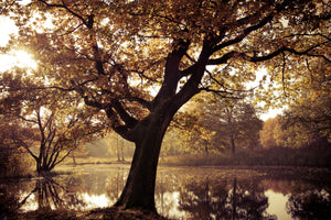 modern-3-piece-acrylic-print-landscape-park