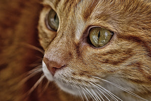 framedcanvas-print-close-up-cat39s-head