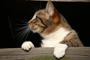 framedcanvas-print-xl-cat