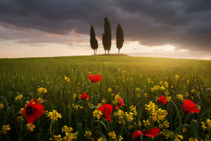 framedcanvas-print-blooming-tuscany-x
