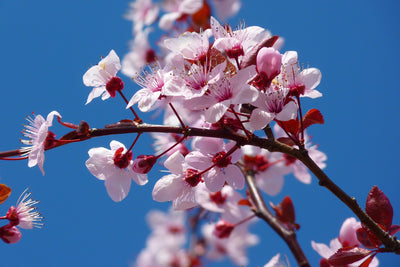 poster-print-the-almond-blossom