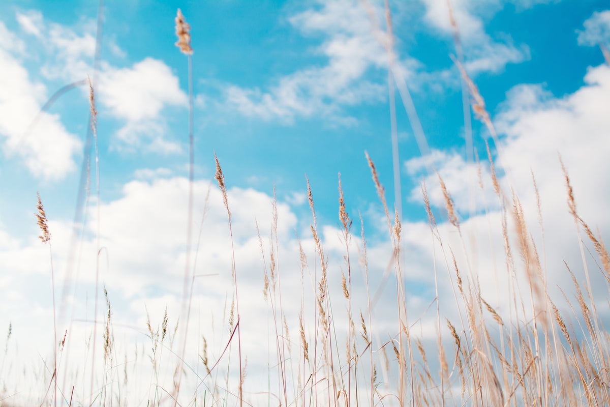 poster-print-blades-of-grass-in-the-sky