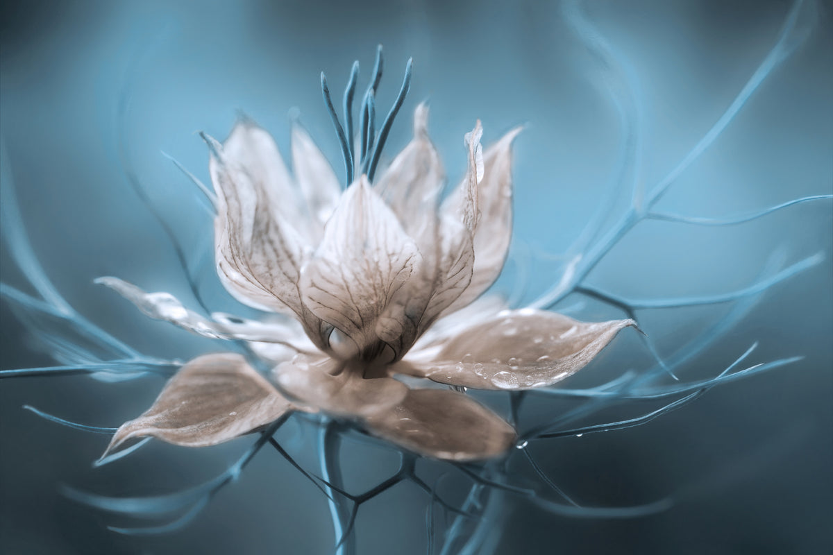 modern-3-piece-canvas-print-nigella