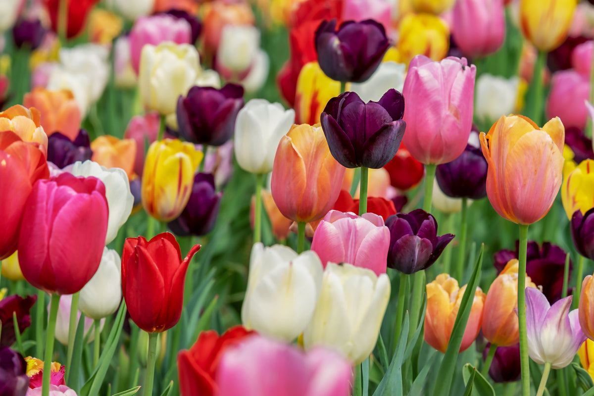 framedposter-print-the-colors-of-the-tulips