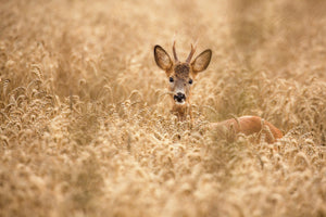 framedposter-print-deer-in-the-field-x