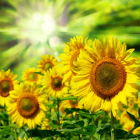 4-piece-acrylic-print-the-sun-and-the-flowers