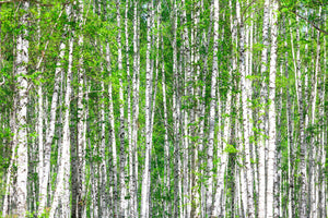 acrylic-print-the-birch-forest