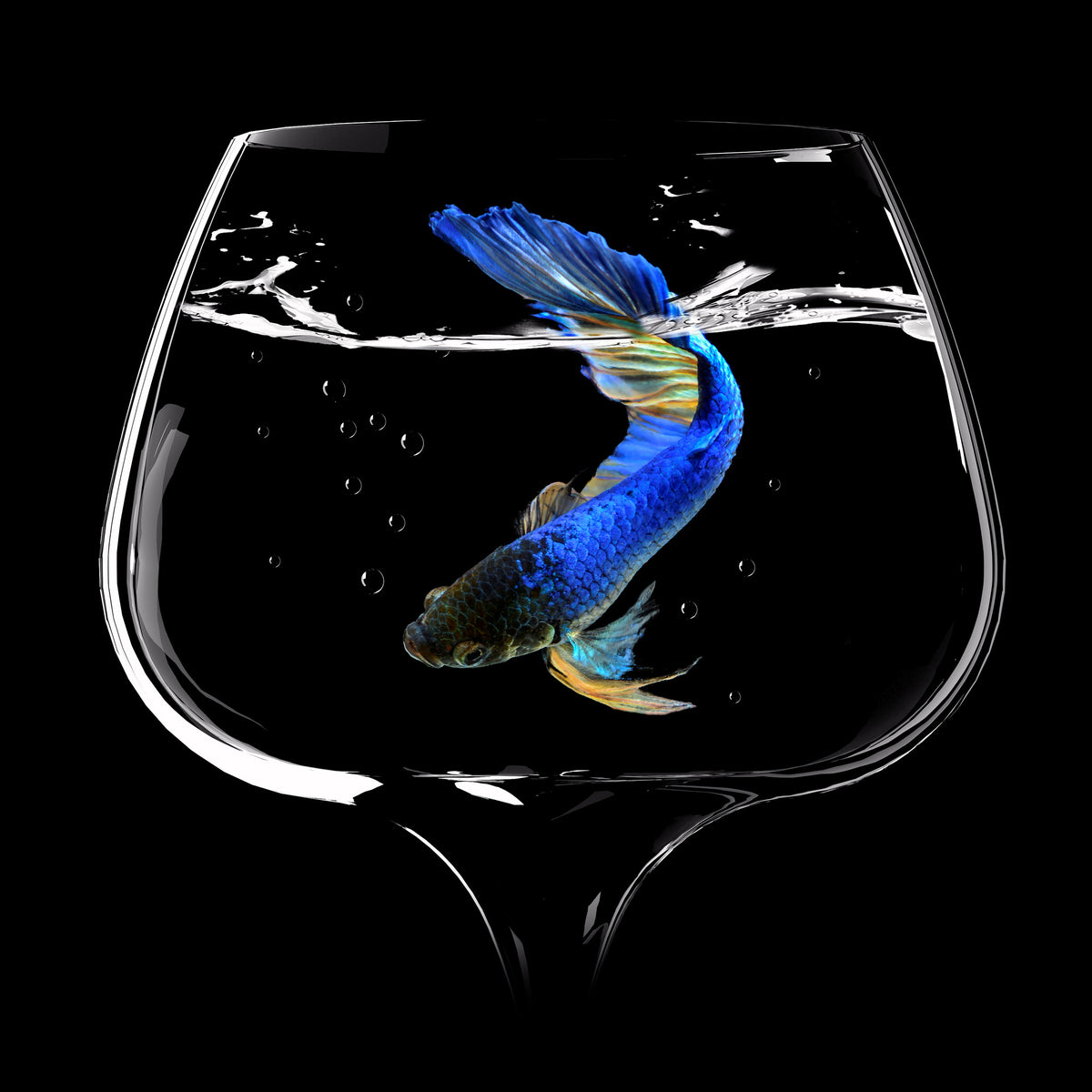 canvas-print-betta-fish-dance