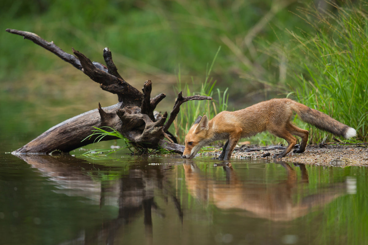 modern-3-piece-canvas-print-red-fox-ii