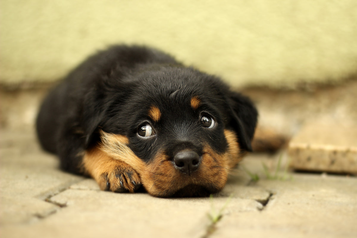 3-piece-acrylic-print-sweet-rottweiler-puppy