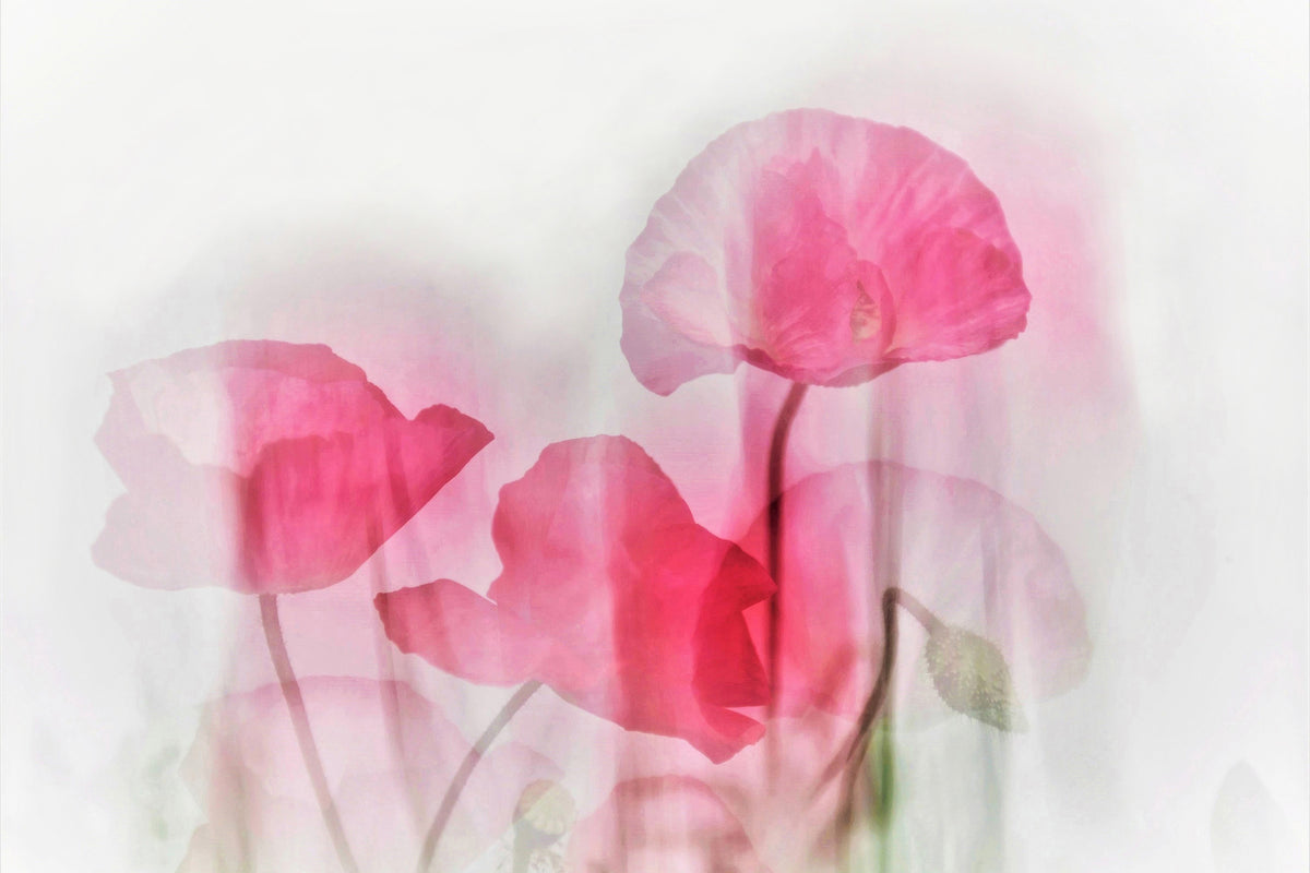 poster-print-flowers