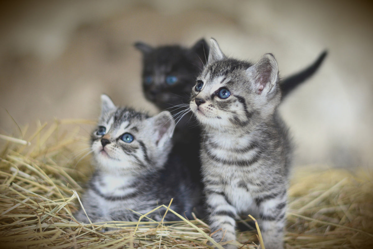 acrylic-print-kitten-trio