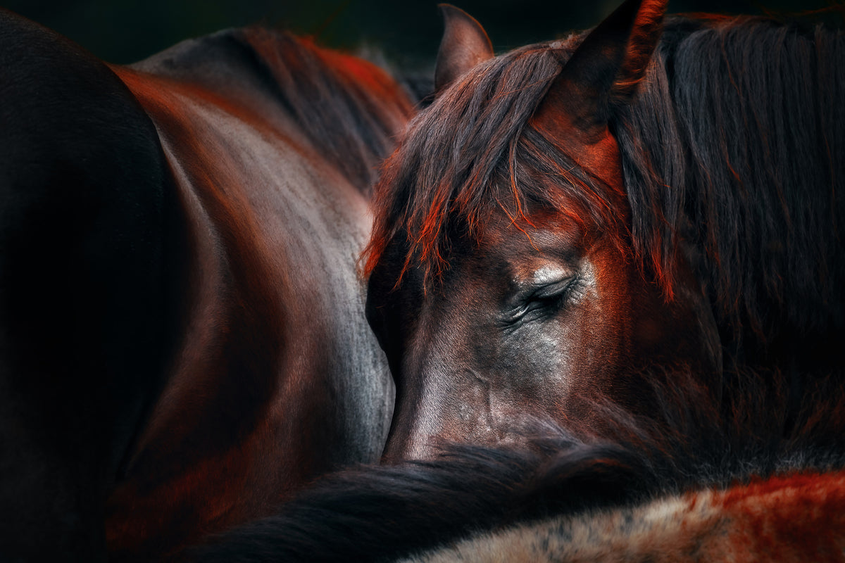 framedposter-print-sleep-huddle