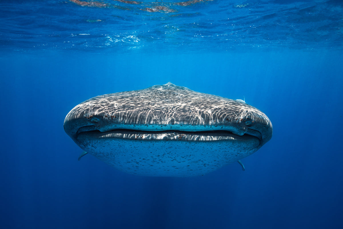 modern-3-piece-acrylic-print-face-to-face-with-a-whale-shark