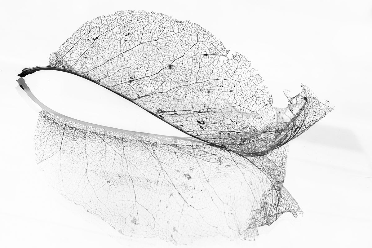 aluminium-print-the-old-leaf-x
