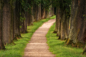 3-piece-aluminium-print-a-path-in-the-forest