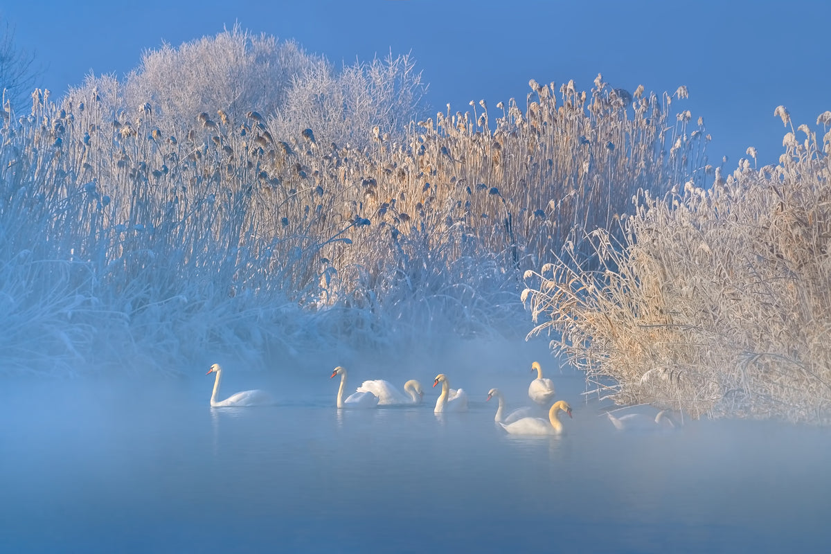 framedposter-print-blue-swan-lake