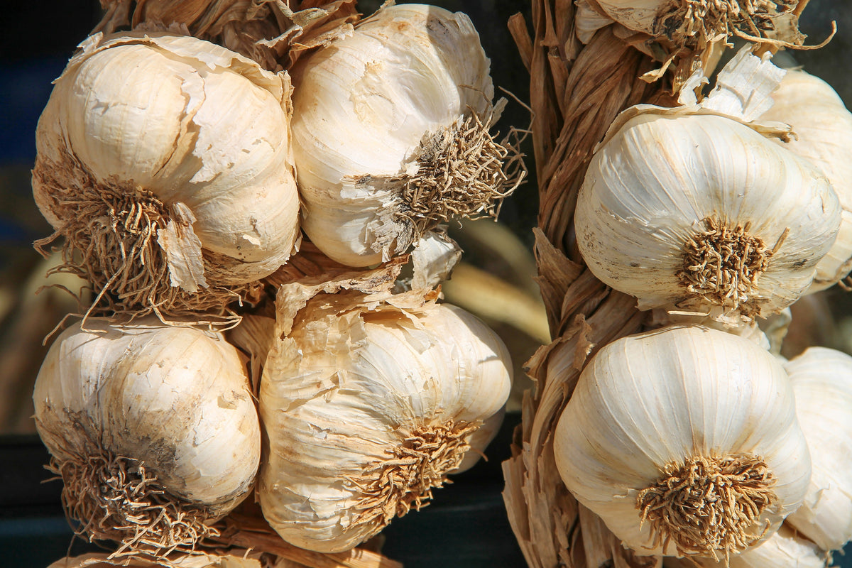 acrylic-print-the-garlic-xl