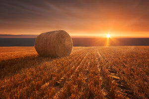 aluminium-print-gold-harvest-x
