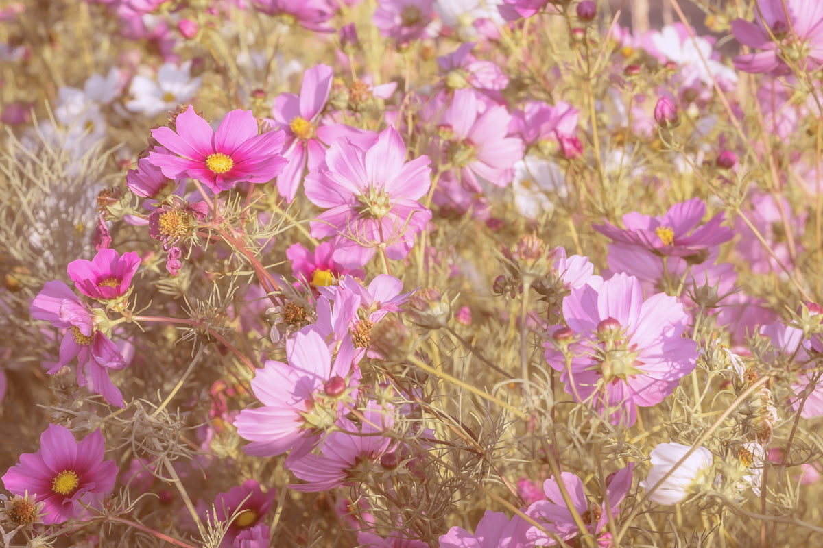 framedposter-print-the-jewelry-basket-cosmea