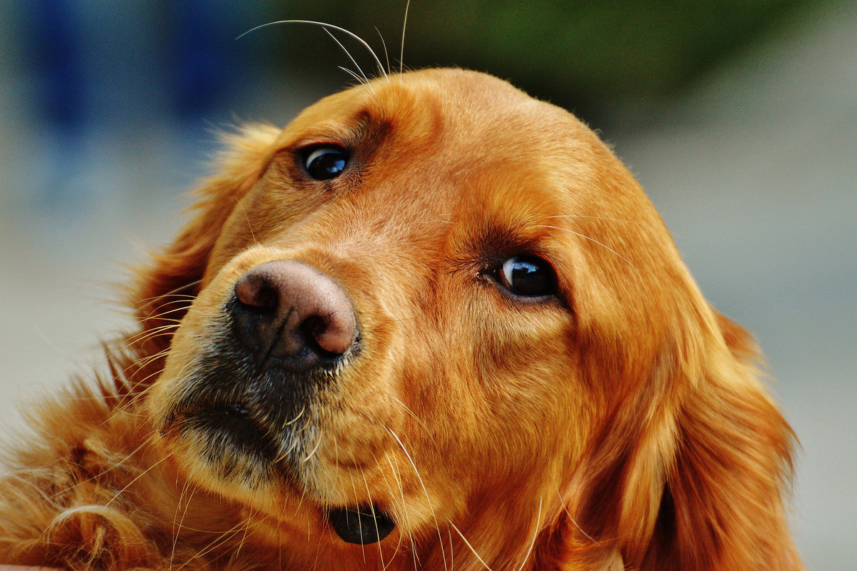 framedposter-print-faithful-irish-setter