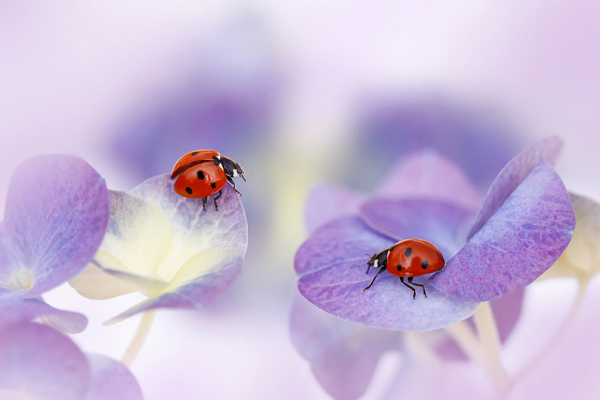 acrylic-print-red-and-purple-x