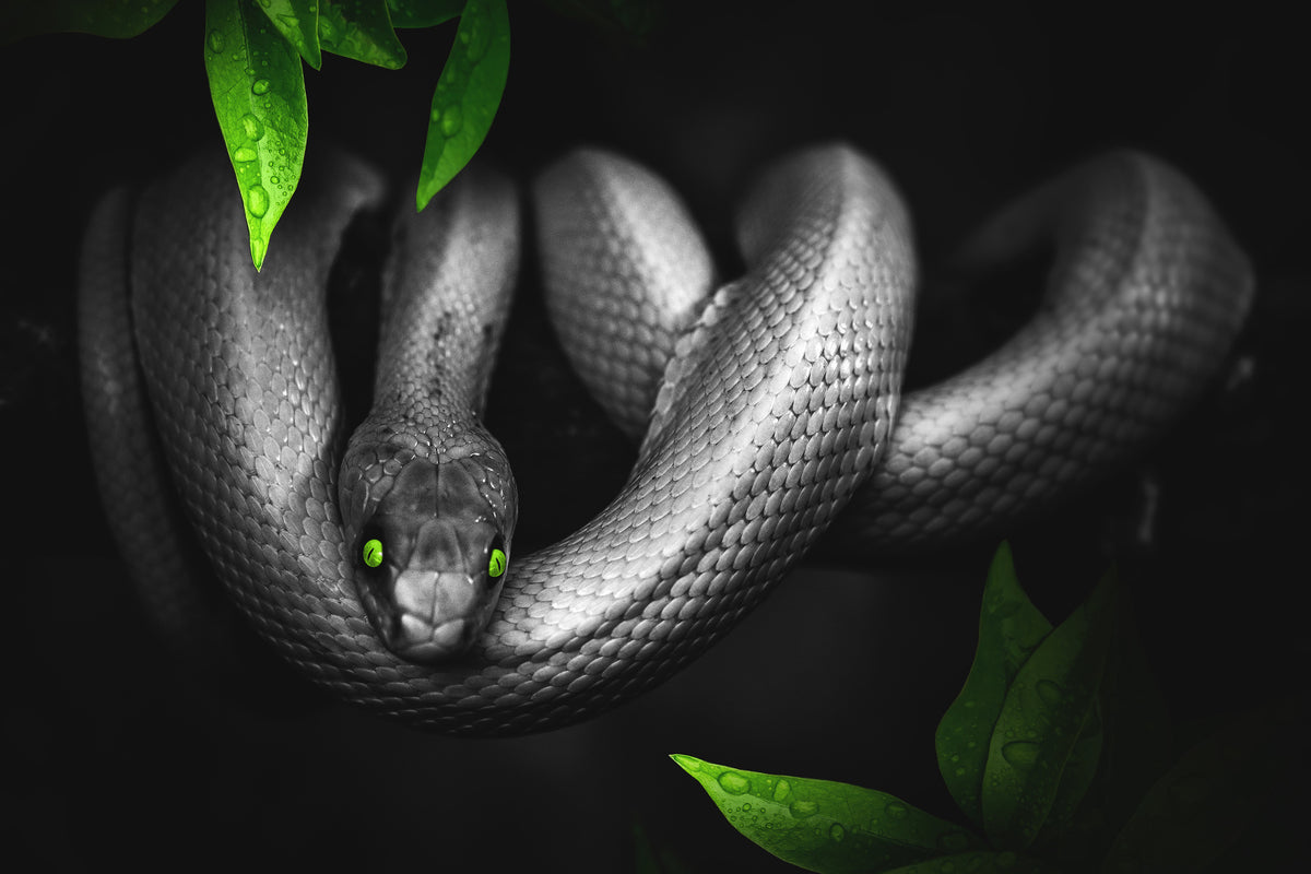 aluminium-print-attention-snake