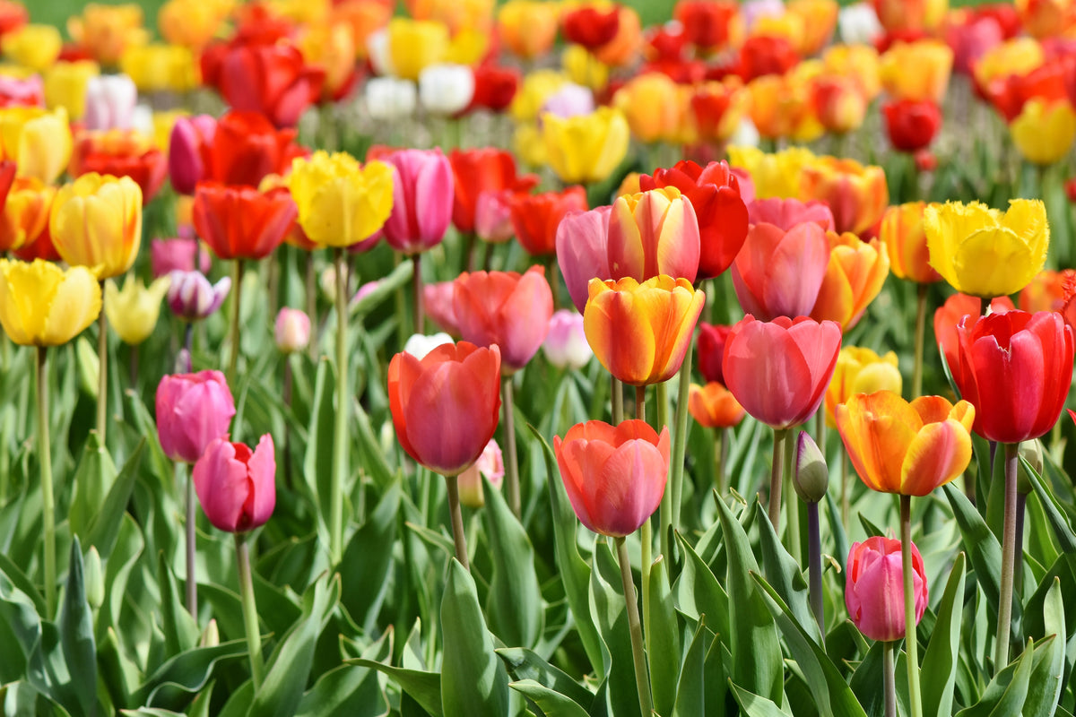 canvas-print-a-colorful-tulip-field