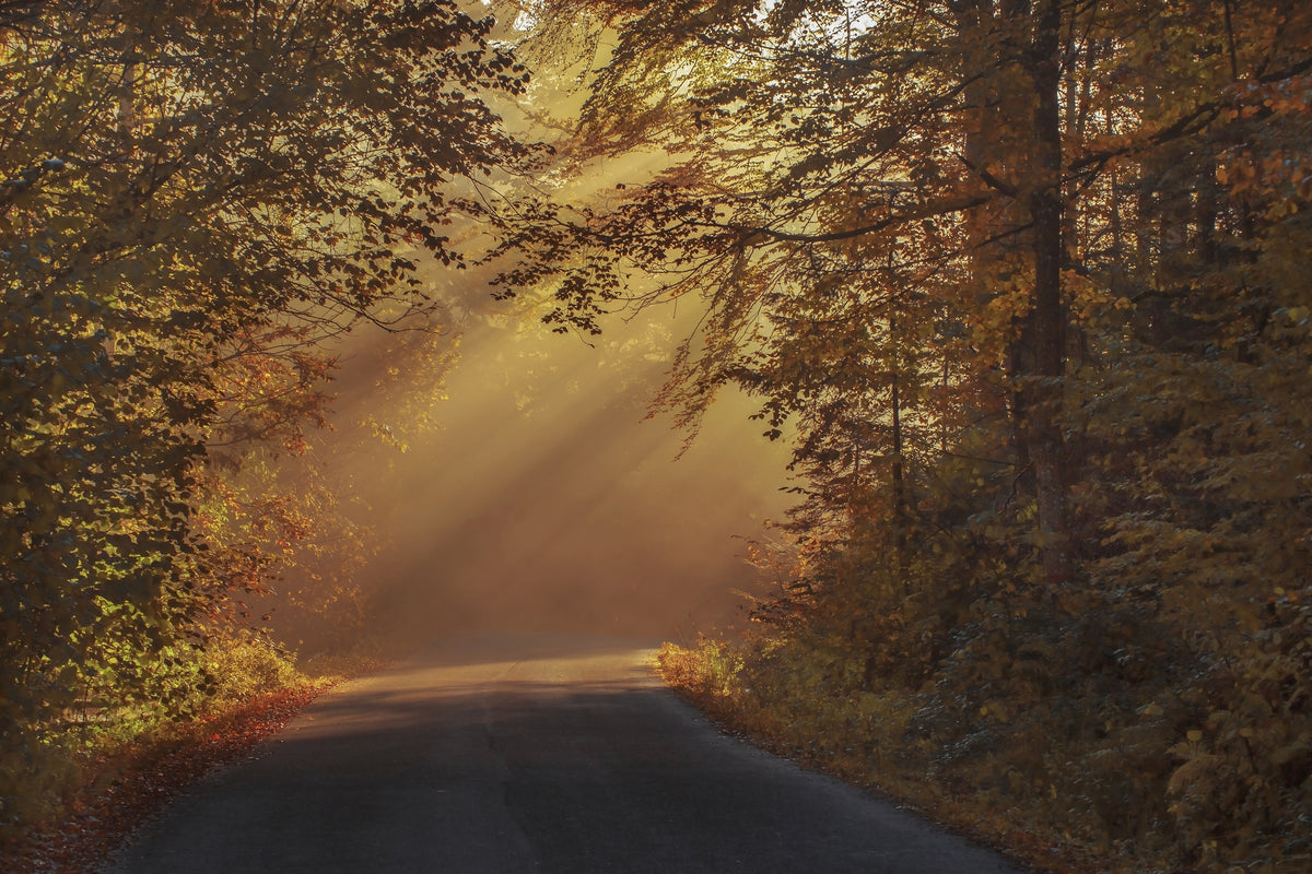 3-piece-aluminium-print-sunbeams-in-the-forest