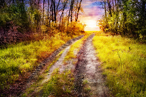 modern-3-piece-canvas-print-the-forest-path