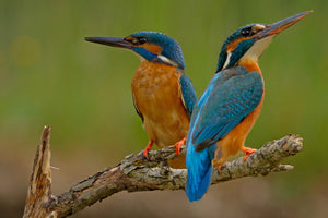 3-piece-canvas-print-kingfisher