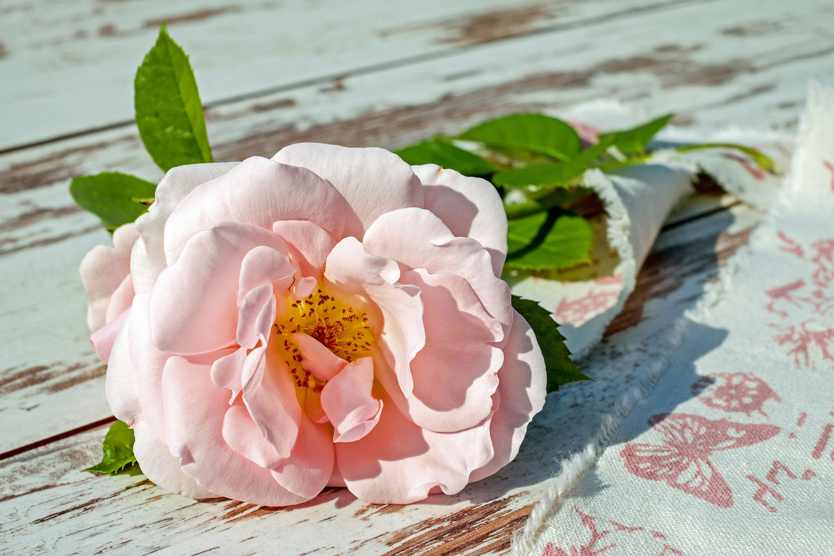 poster-print-wild-rose-in-pink