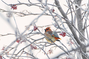 acrylic-print-waxwing-x