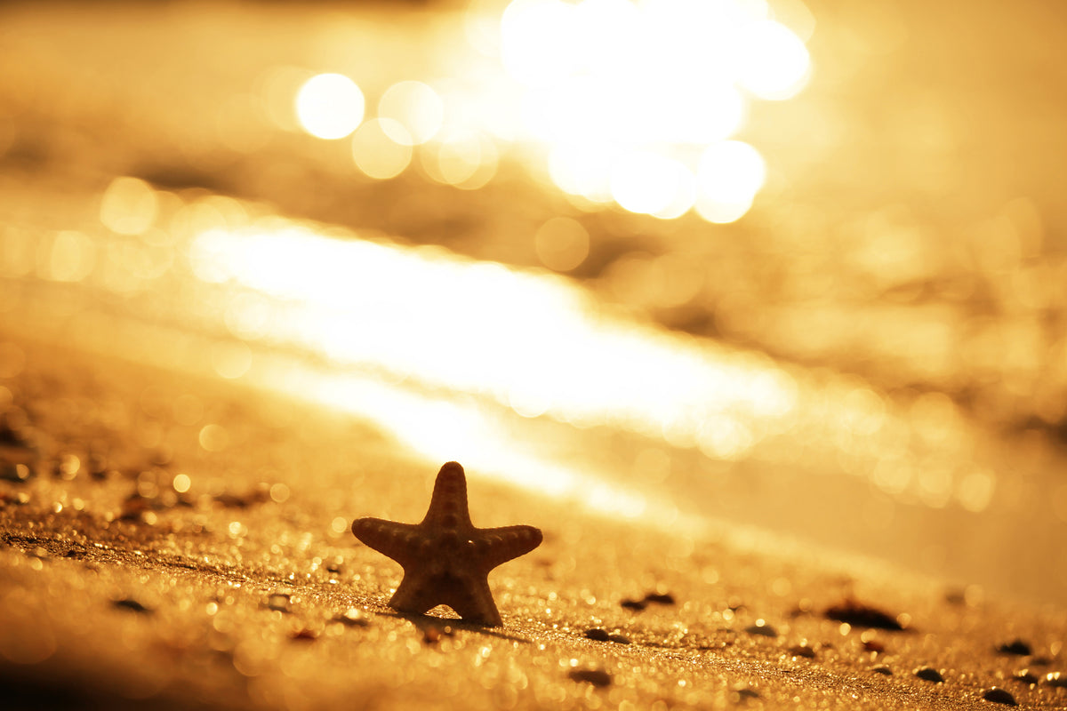 framedposter-print-the-starfish