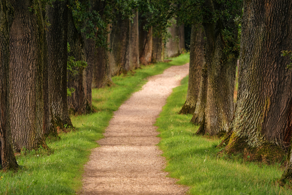 framedposter-print-a-path-in-the-forest