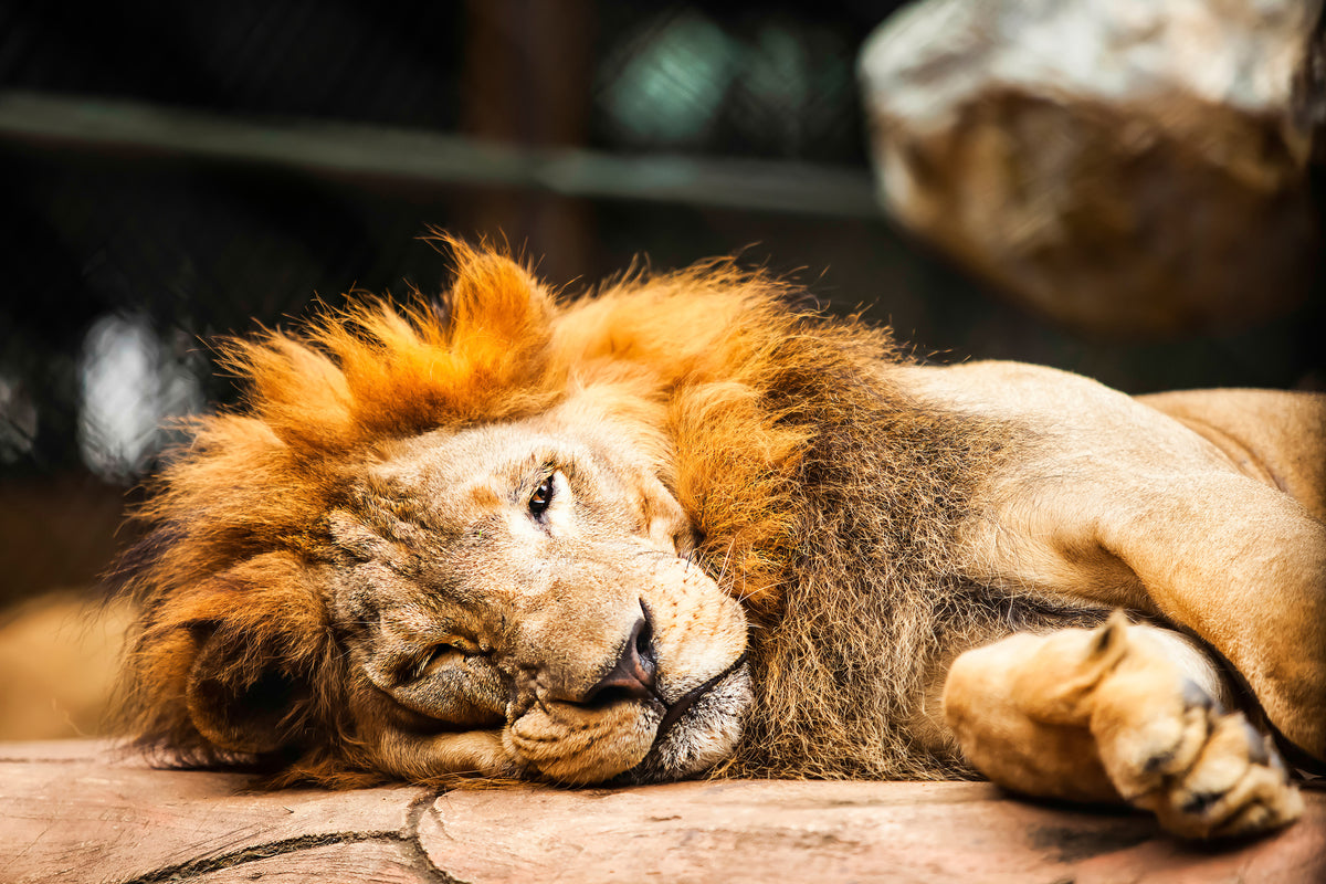 framedposter-print-relaxed-lion