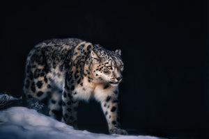 canvas-print-snow-leopard-x