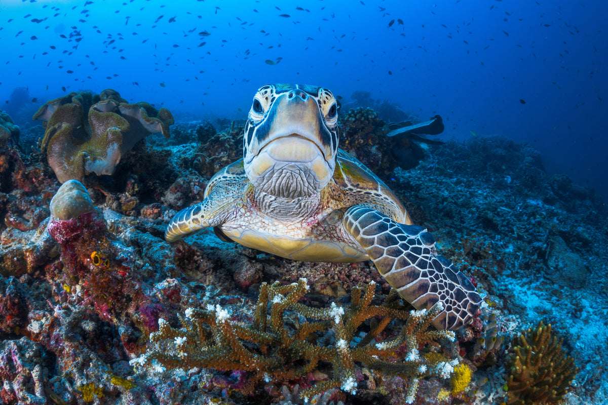 acrylic-print-face-to-face-with-a-green-turtle-x