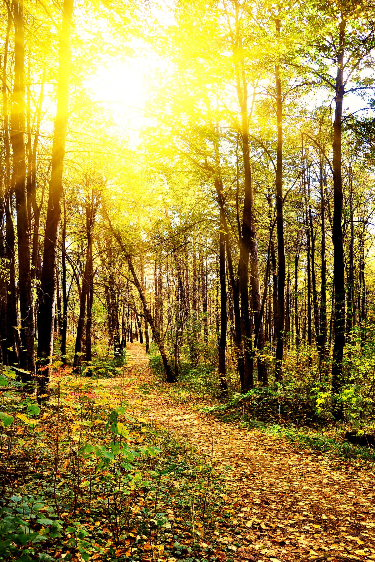 canvas-print-woodland-walk-in-the-autumn-sun