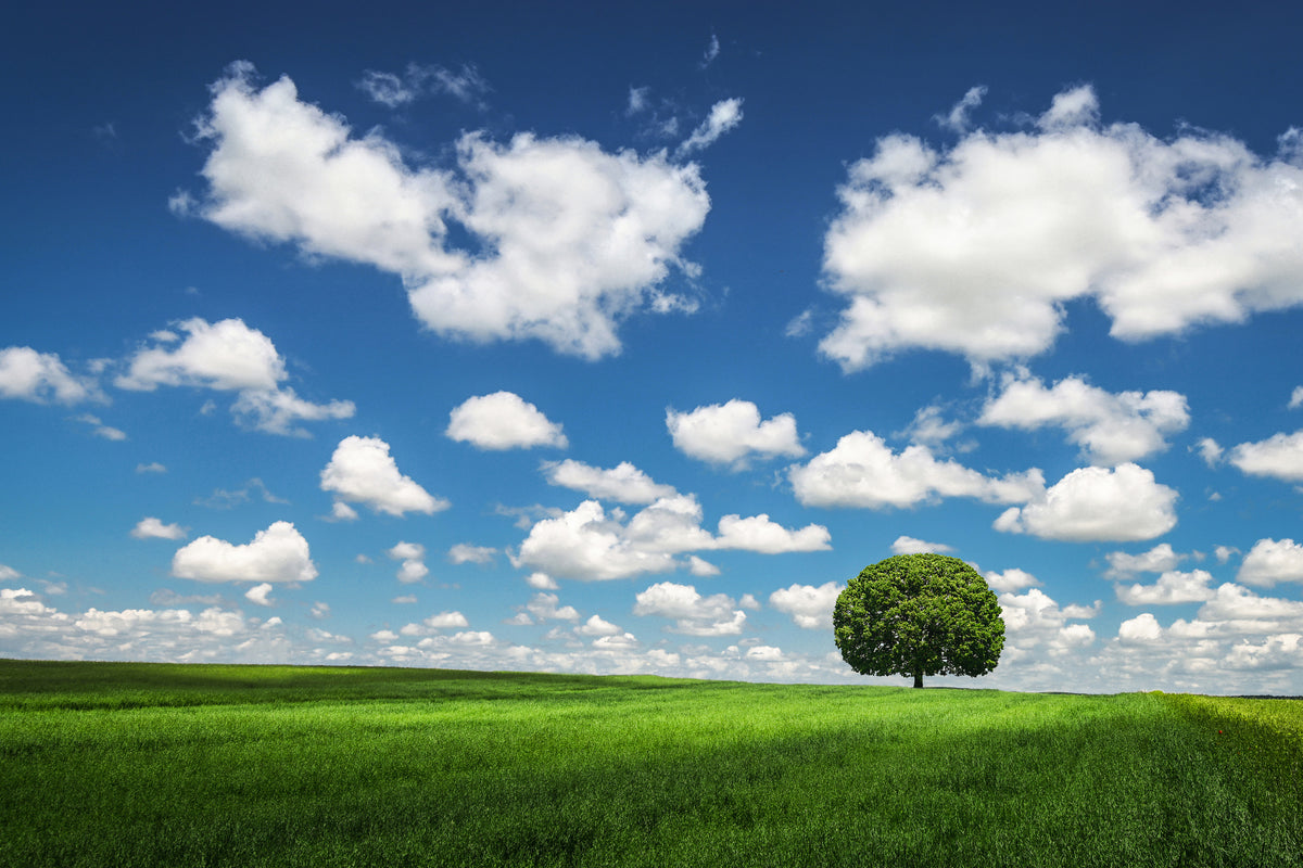 canvas-print-lonely-tree-x