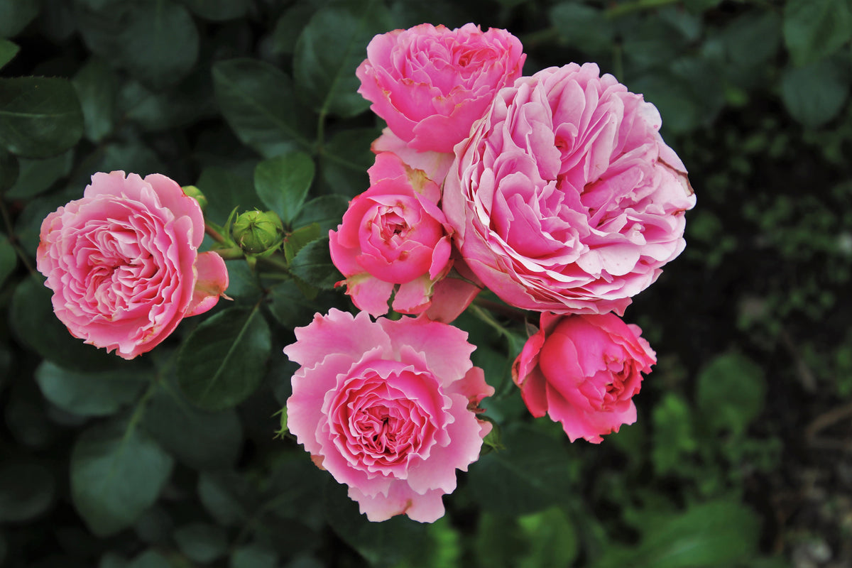 canvas-print-the-wild-roses-in-pink