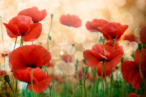acrylic-print-the-poppy