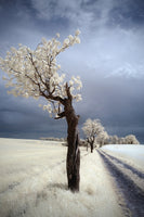 framedposter-print-irenka