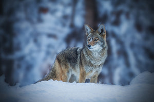 framedcanvas-print-coyote-in-winter-x