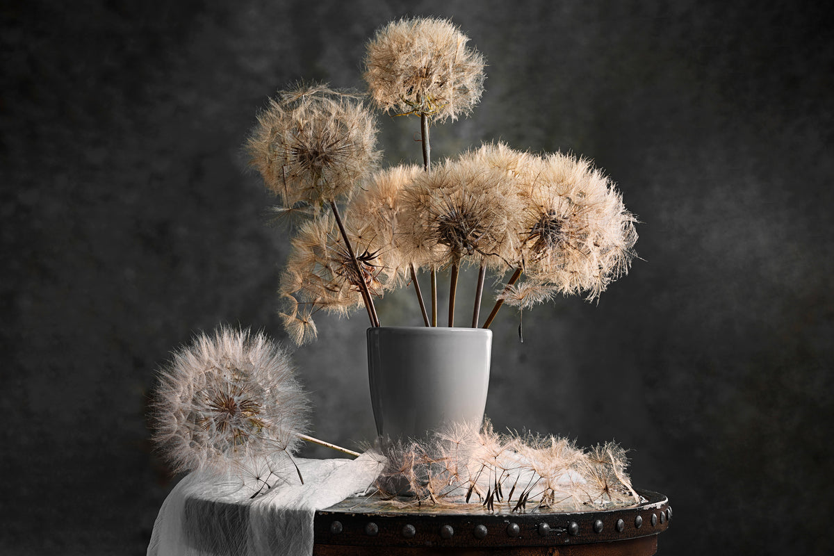 framedcanvas-print-dandelion-seed-pod-x