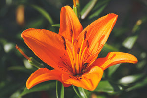 canvas-print-lilies-blossom-in-orange-xl