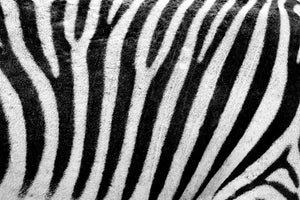 modern-3-piece-aluminium-print-strip-of-the-zebra