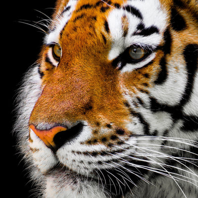poster-print-close-up-tiger-head