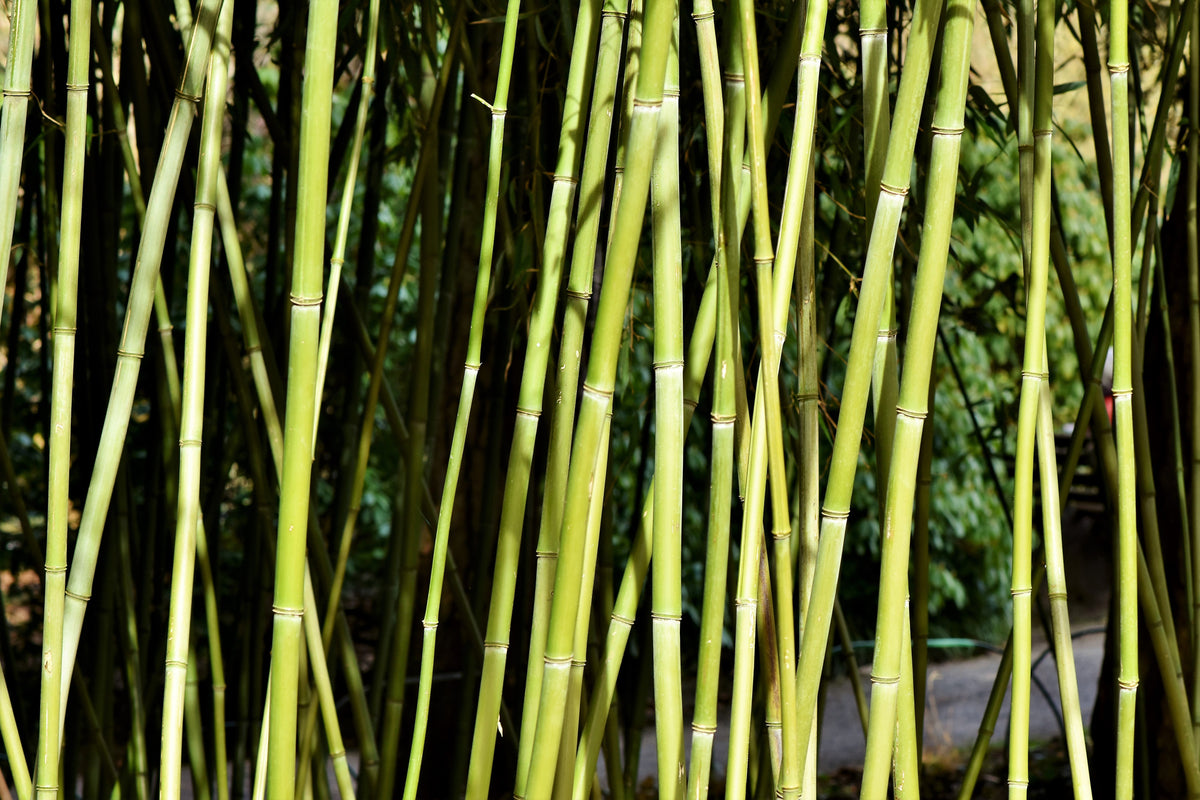 poster-print-fresh-bamboo
