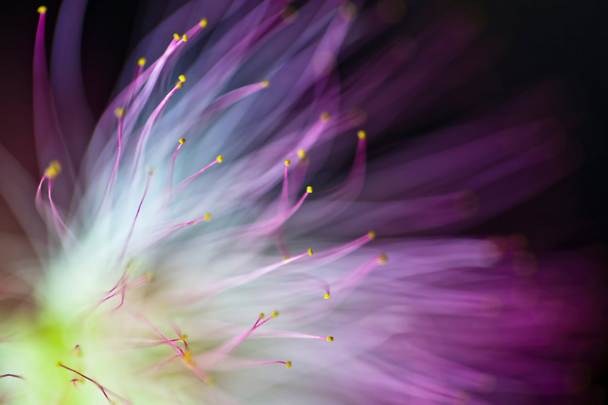 canvas-print-the-will-o-the-wisp